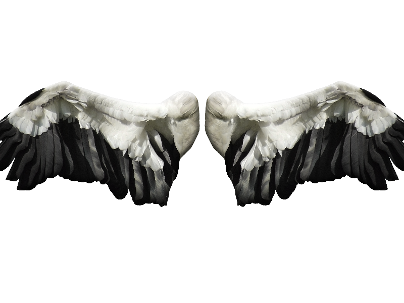 Angel Wings PNG Stock Image Free