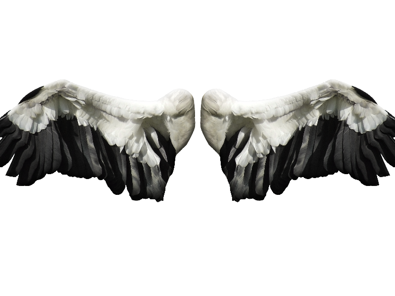 Angel Wings Png Stock Image Free Isolated Objects Textures For Photoshop