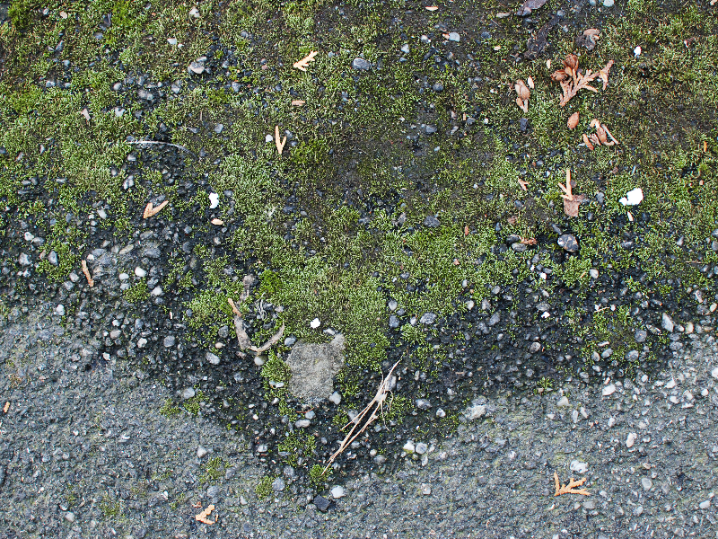 Asphalt With Moss Texture High Res