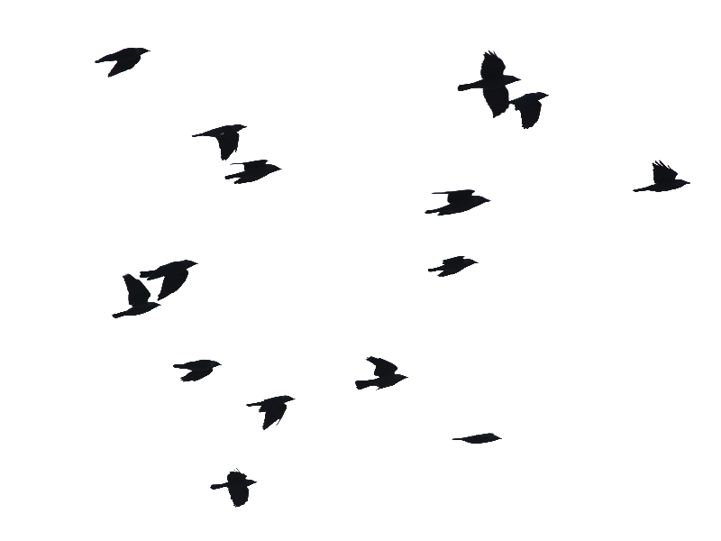 Birds Flying PNG Image