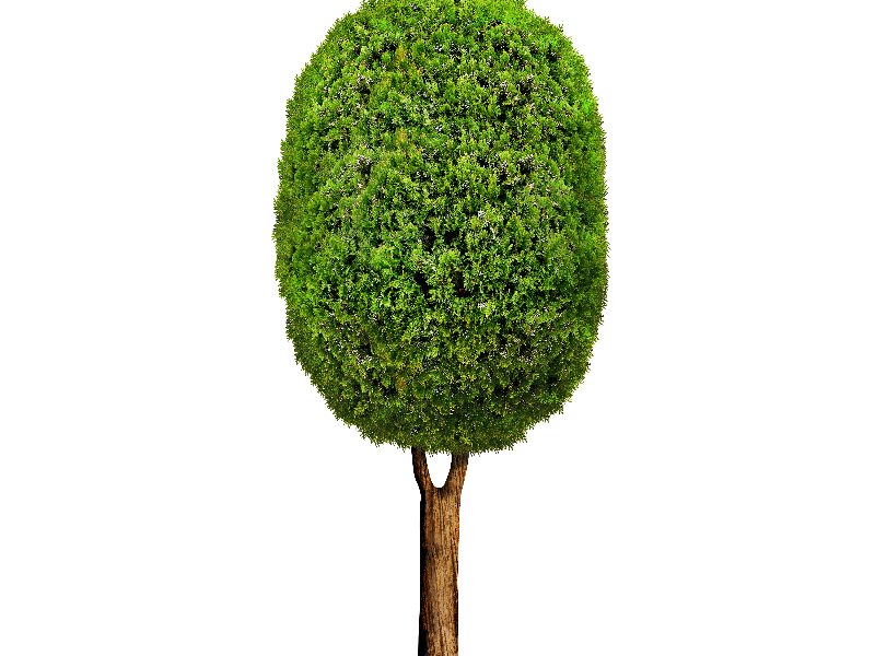 Cartoon Tree PNG