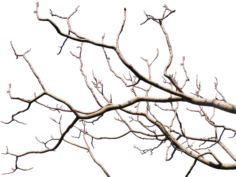 tree branch png