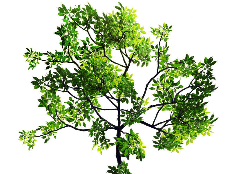 tree branch png