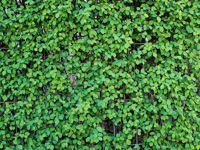 Featured image of post Green Wall Texture Hd : 122,000+ vectors, stock photos & psd files.