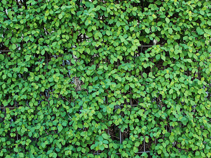 Featured image of post Green Wall Texture Hd : 122,000+ vectors, stock photos &amp; psd files.