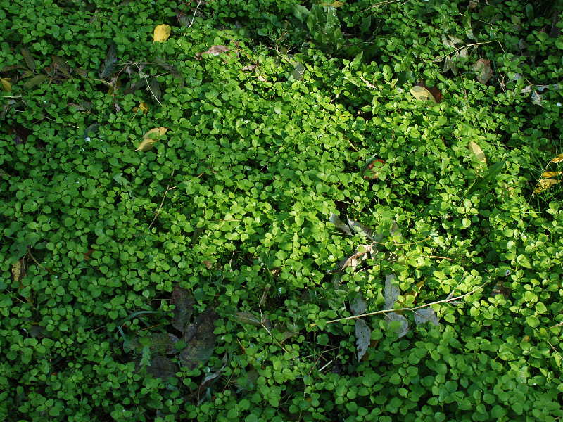 Ground With Plants Vegetation Texture