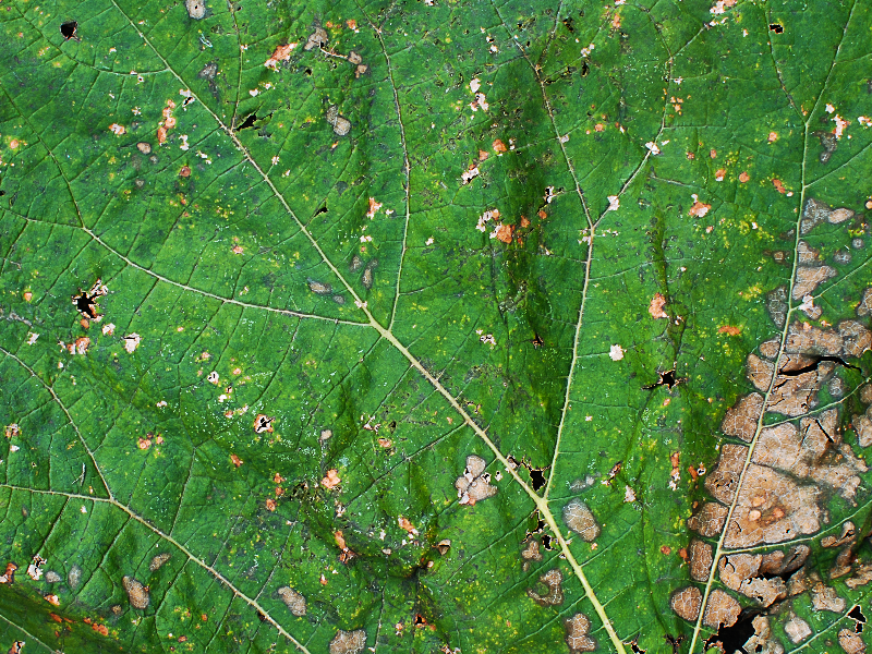 Leaf Closeup Texture High Res