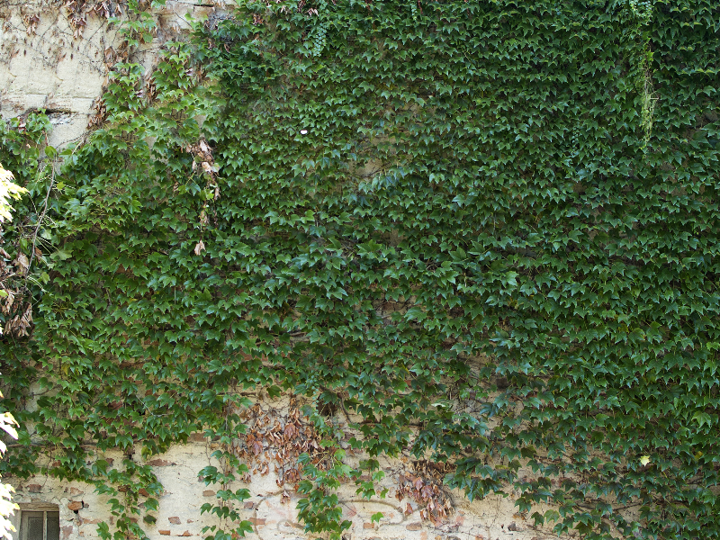 Old Brick Wall With Green Ivy Texture Free