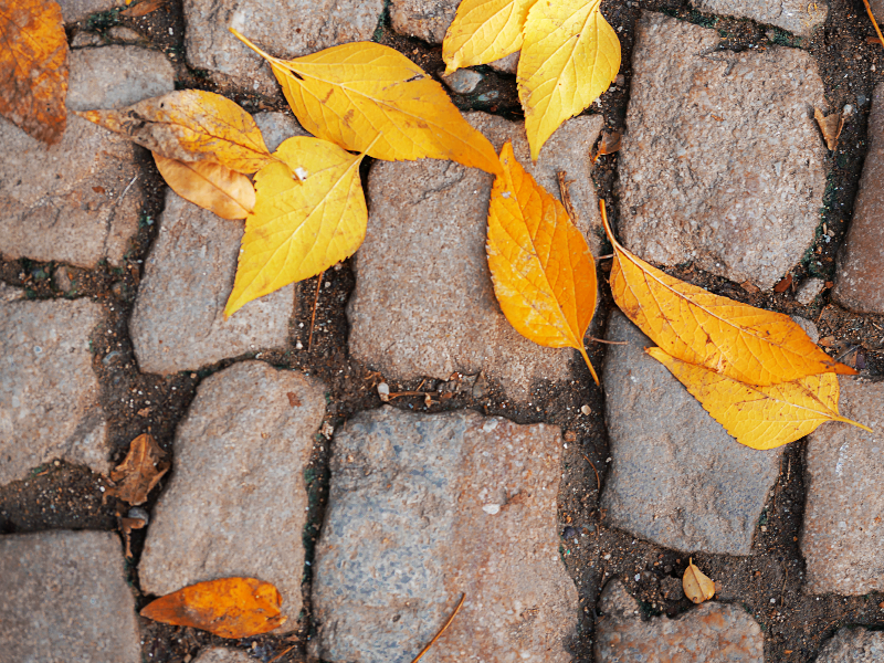 Old Stone Paving Blocks With Dry Leaves Texture