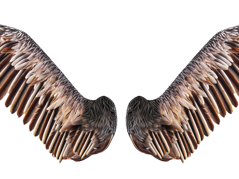 Realistic Bird Wings PNG Free Stock Image