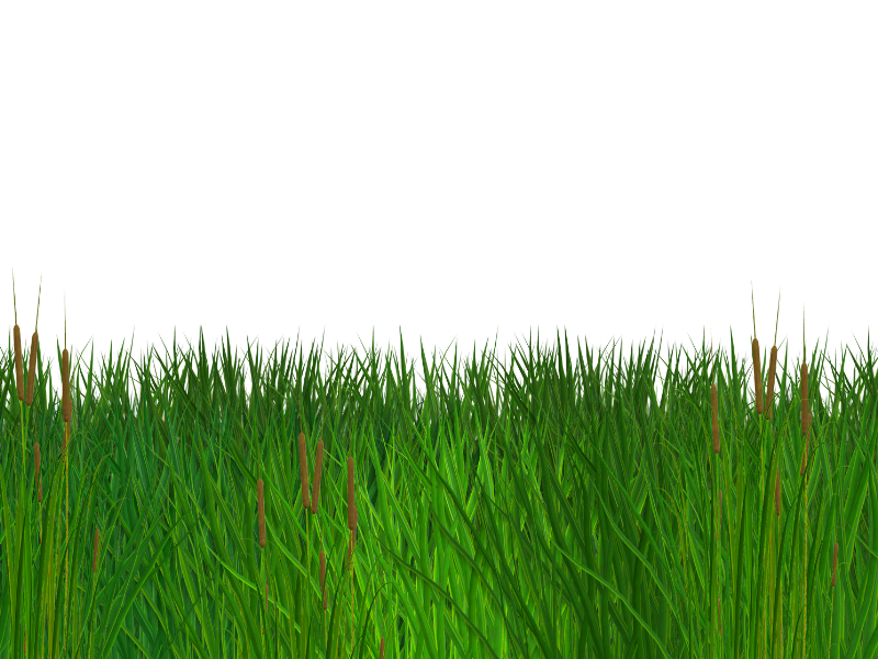 Free Transparent Grass Texture Seamless Png Nature Grass And Foliage Textures For Photoshop In 2020 Grass Texture Seamless Grass Textures Grass Photoshop