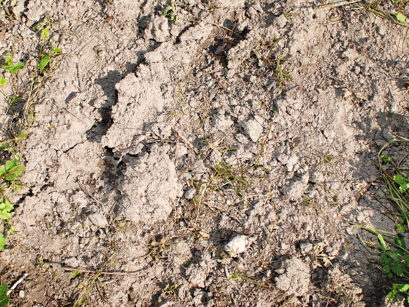 Soil Ground Texture With Vegetation