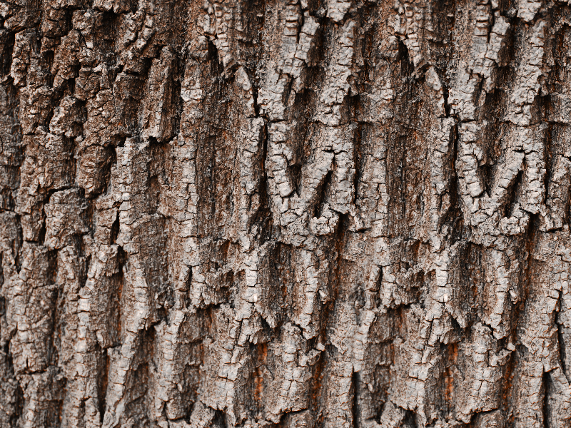 Tree Bark