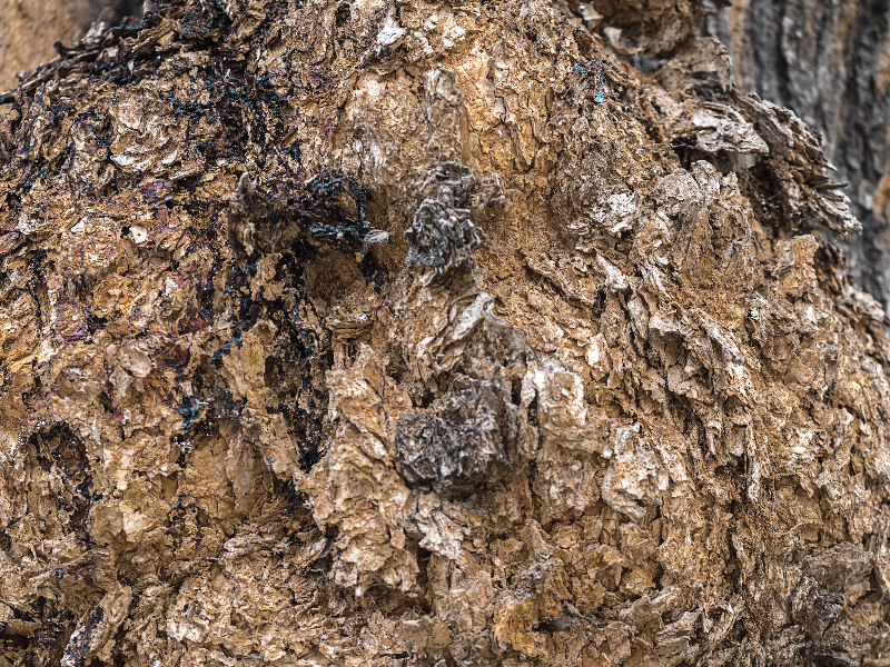 Tree Bark Texture For Photoshop (Nature-Grass-And-Foliage)