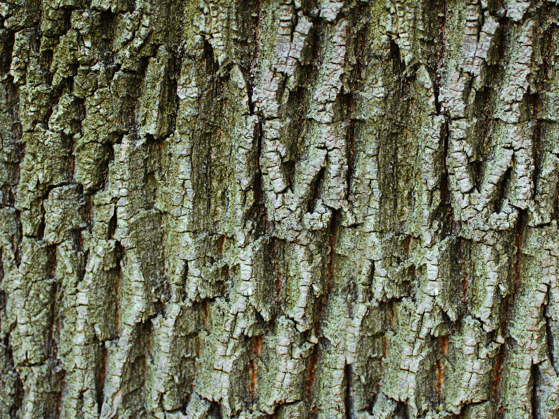 Tree Bark Texture Free