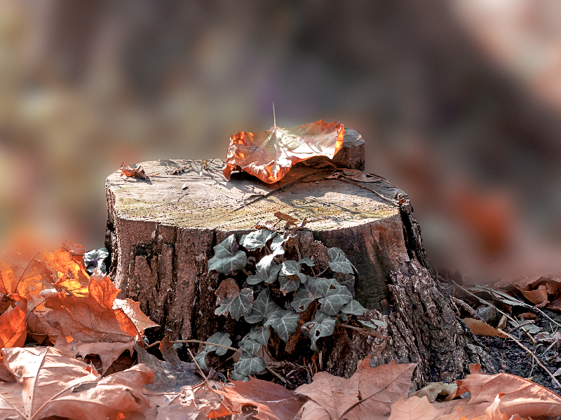 Tree Stump Woods Background