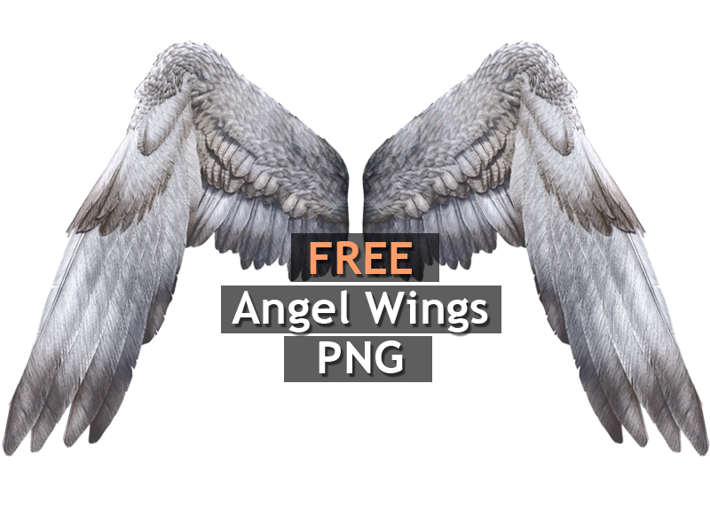 White Angel Wings Png Free Isolated Objects Textures For Photoshop