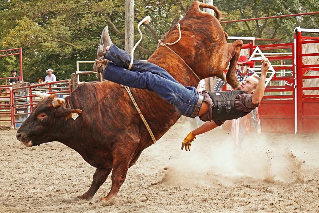 bull rider action shot