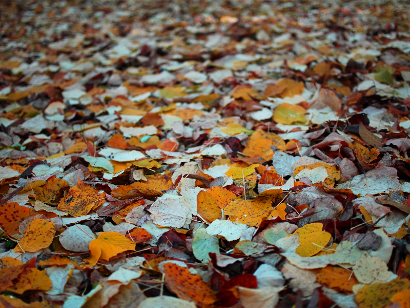 Autumn Leaves Background Image