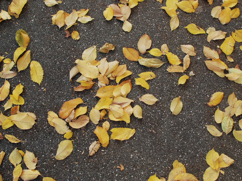 Autumn Leaves On Asphalt Free Texture