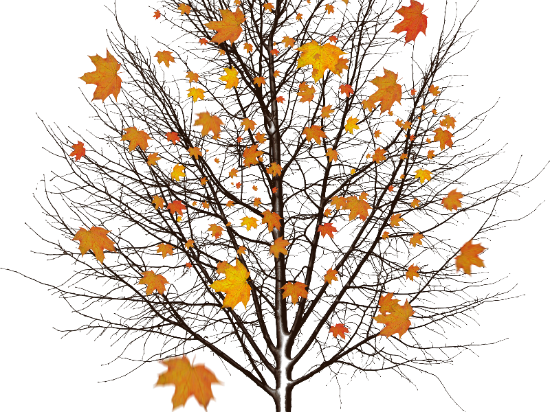 Autumn Tree With Leaves Isolated Object Png
