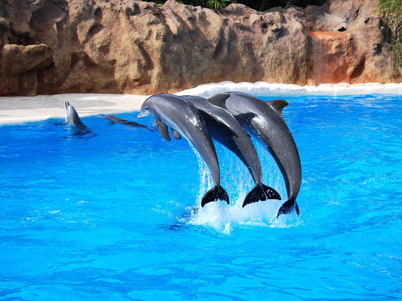 Blue Lagoon With Jumping Dolphins Stock Image