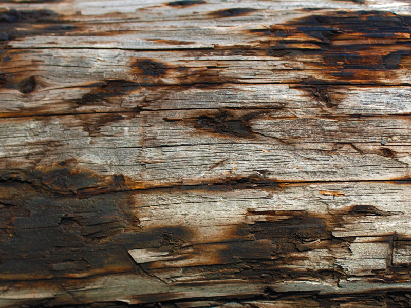 Burnt Wood Texture High Res