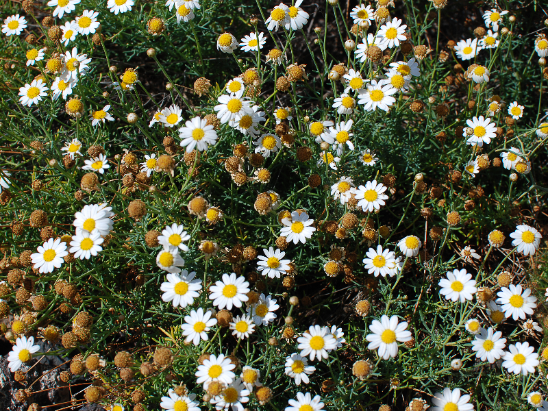 Chamomile Field Wild Flowers Texture Free