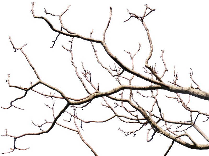 Dead Tree Branch With Transparent Background PNG