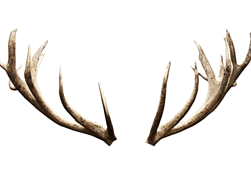 Deer Antlers Horns PNG Image