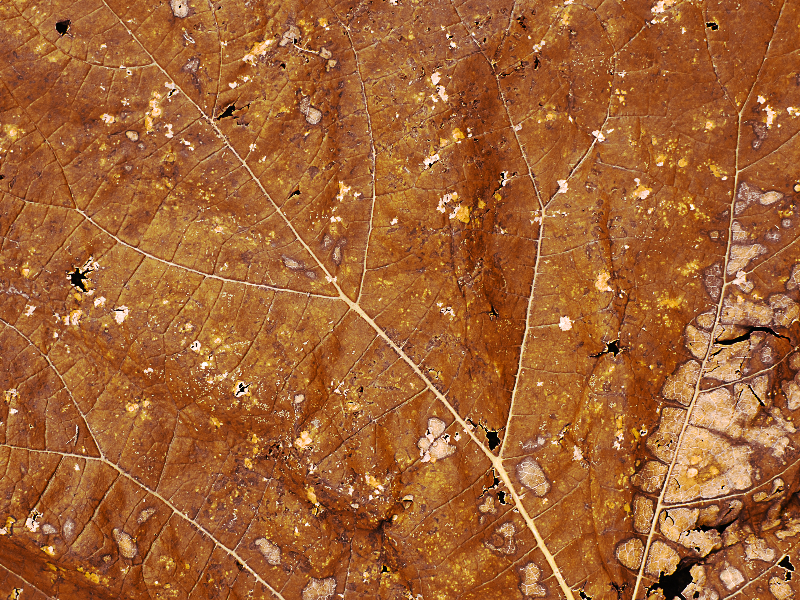 Dry Leaf Closeup Texture High Res