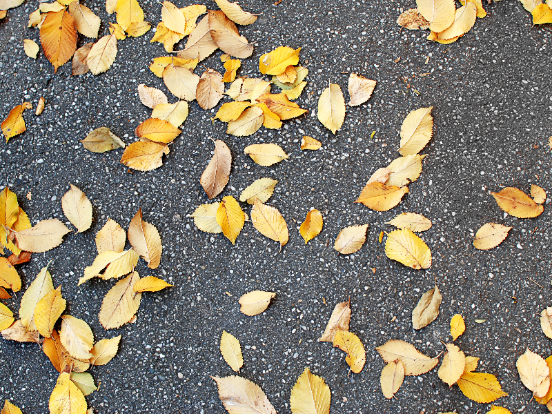 Dry Leaves On Road Texture High Res