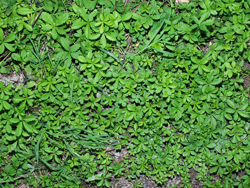 Foliage Vegetation On The Ground Texture