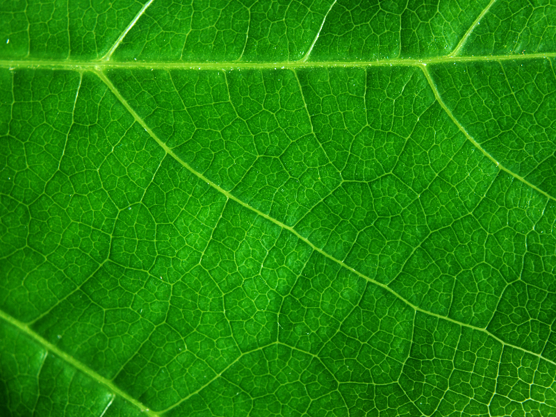 Green Leaf Cell Texture