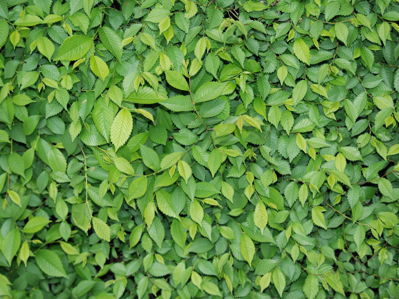 Green Leaf Foliage Texture Background Free