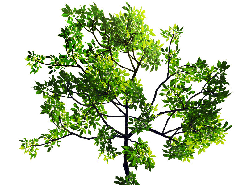 Green Leaves Tree Branch PNG Stock Image