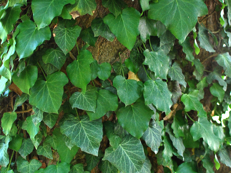 Green Plant Vegetation Texture