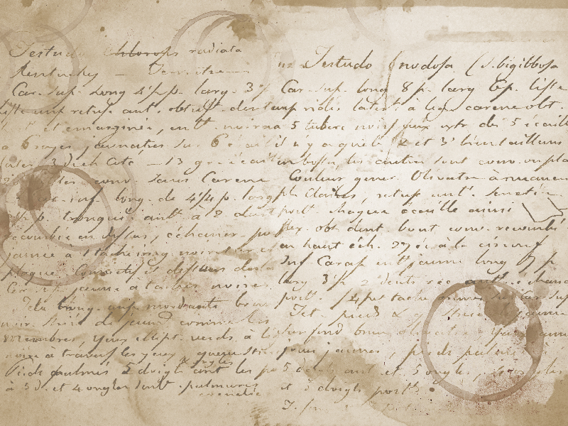 Manuscript Old Writing On Coffee Stained Paper Texture