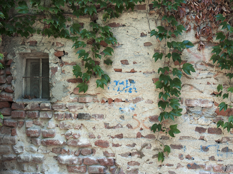 Old Brick House Wall With Foliage