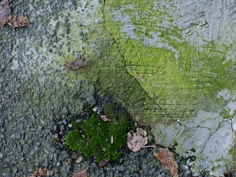 Old Cement Road With Moss High Res