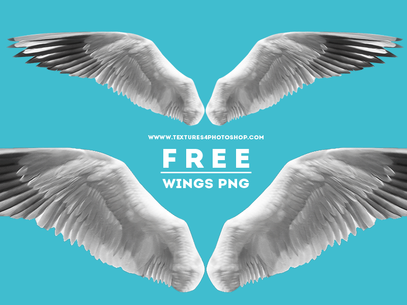 Open Wings PNG Free Image