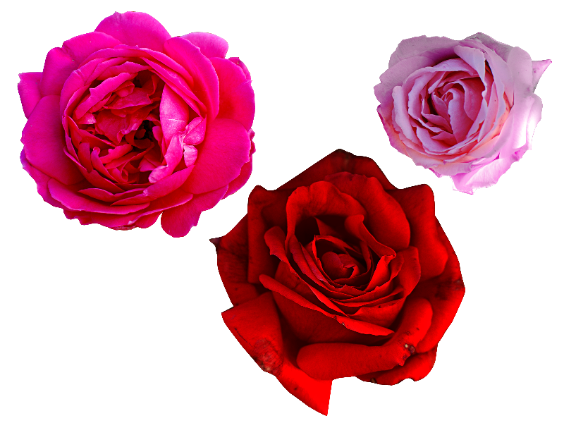Pink Rose PNG Free
