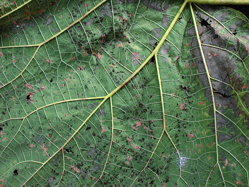 Plant Leaf Disease Texture High Res