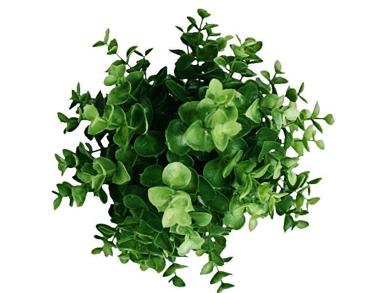 Plant Top View PNG Image