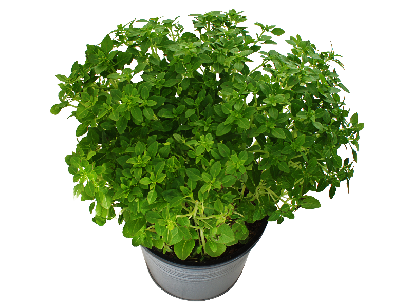 Potted Plant With Green Leaves PNG Free