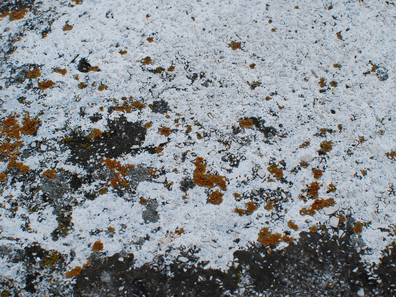 Rock With White Moss And Lichen Texture