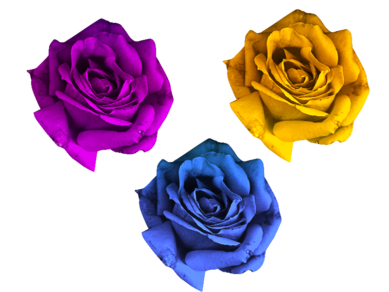 Rose Flowers PNG Free