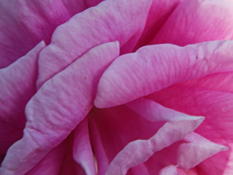 Rose Petals Closeup Texture