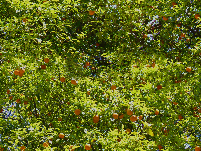Seamless Orange Tree Background Texture
