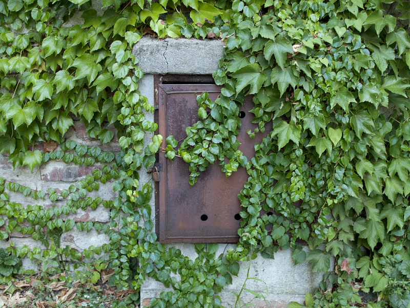 Secret Garden Door With Ivy Leaves